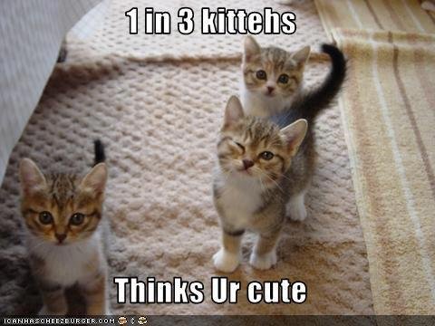 Cute-Funny-Kittens.jpg