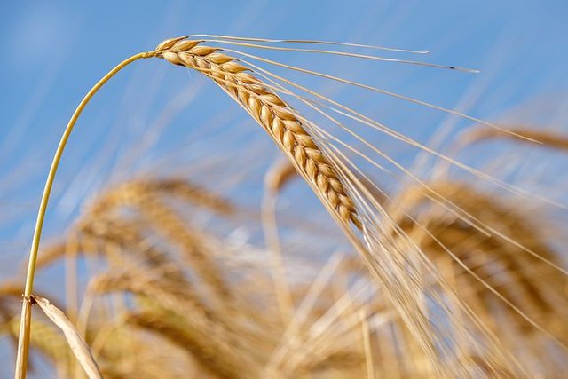 wheat-4317957__480.jpg