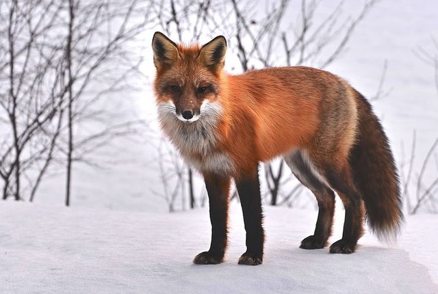 fox-715588__480.webp.jpg