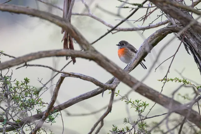 scarlet-robin-9710532_1280.webp.jpg