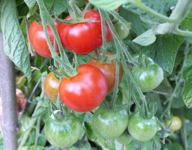 CT0315-Tomatoes4.JPG