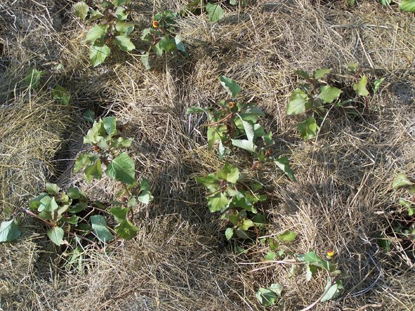New Herb -Row 3 toothache flowering crop June 2019.jpg
