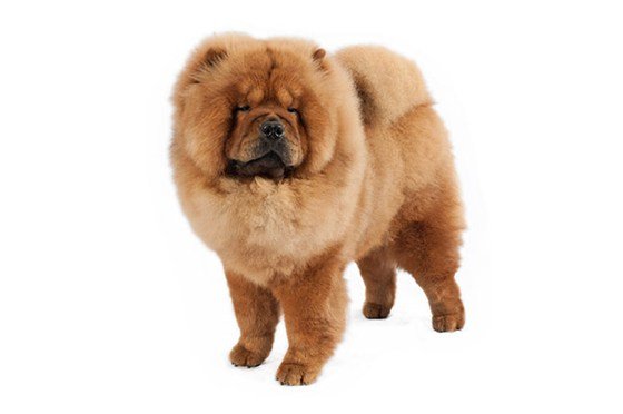 ChowChow_body.jpg