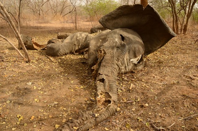 1.7 Poaching,Five Months old elephant carcass ,Arthur,Chad,2017 (1).jpg