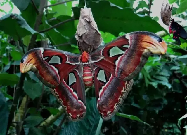 atlas-moth-1-768x557.webp