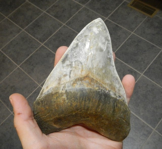 Large fossil megalodon shark tooth formed by permineralzation.jpg