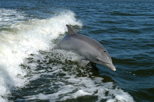 Delfin (3).jpg