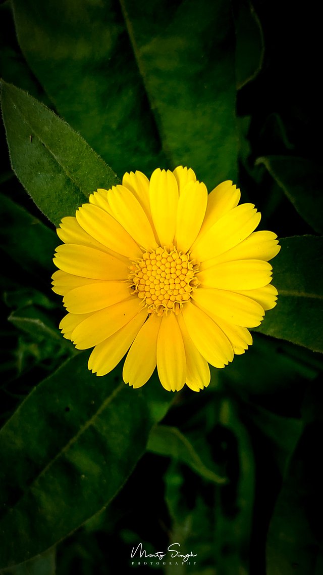 Gerbera Daisy with Logo (1).jpg