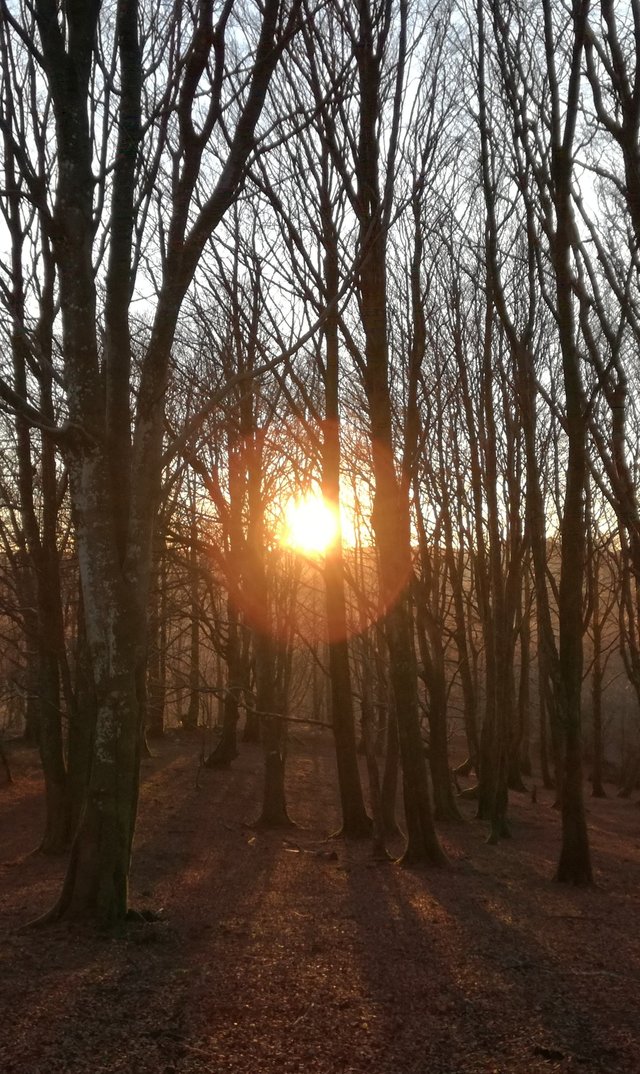 Forest, sunset
