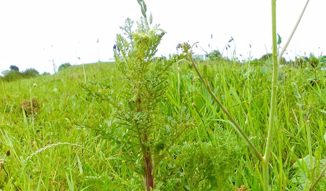 Flower Photography Various Weeds Wide Sidehill May 28 2017.jpg