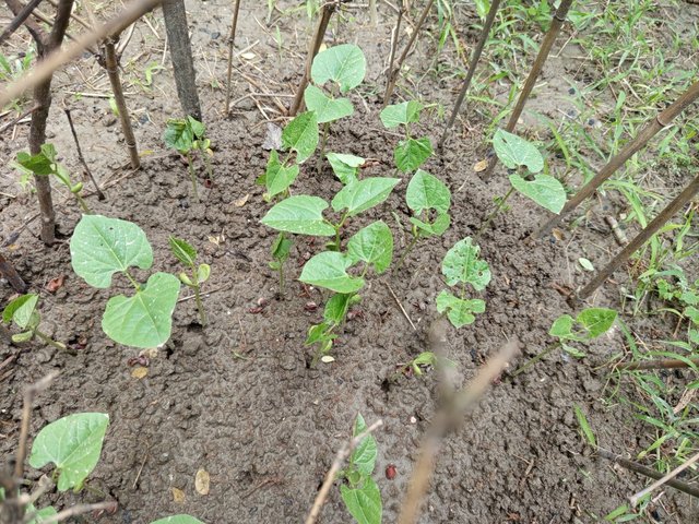 garden (7).jpg