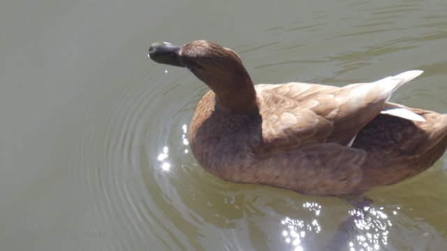 Duck 8.jpg
