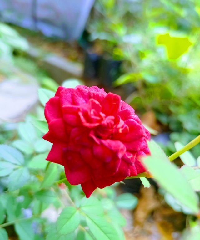 IMG_20240116_090432410.jpg