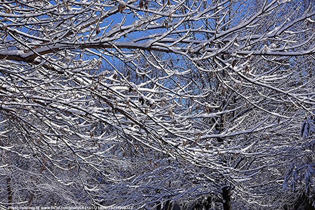 SnowyTreeBranches-001-010419.jpg