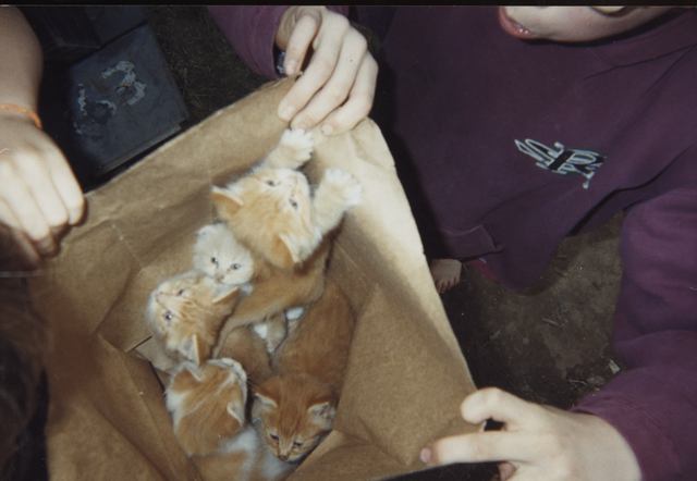 1999-10 Joey Dumb Dumb & Other Kittens in a paper bag.png