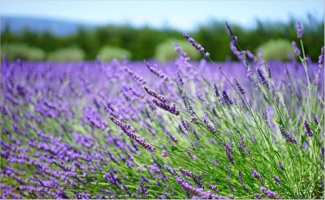 lavender fr pixa.JPG