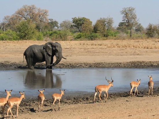 kruger-national-park.jpg