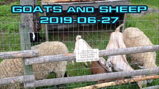 GOATS and SHEEP 2019-06-27 title-0001.png
