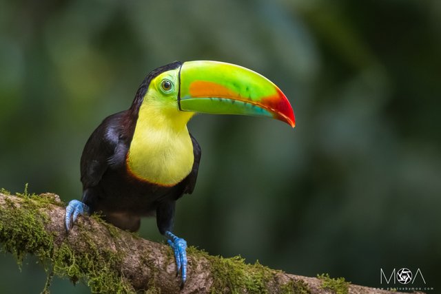 Keel-billed Toucan Portrait.jpg