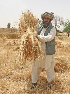 Farmer_in_Pakistan.jpg