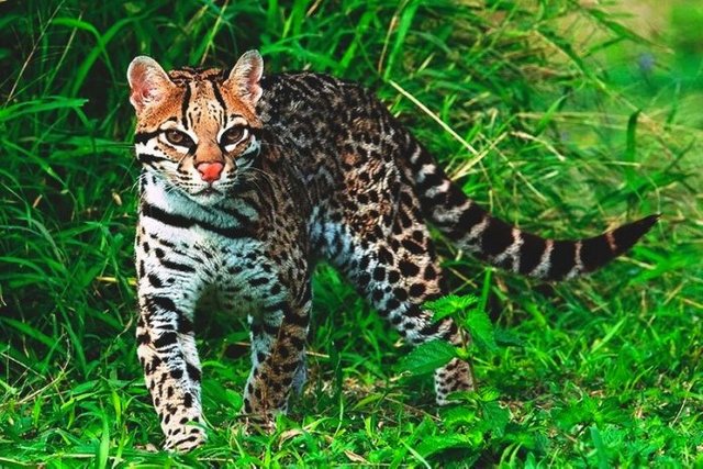 rescata-ejemplar-de-ocelote-696x464 3.jpg