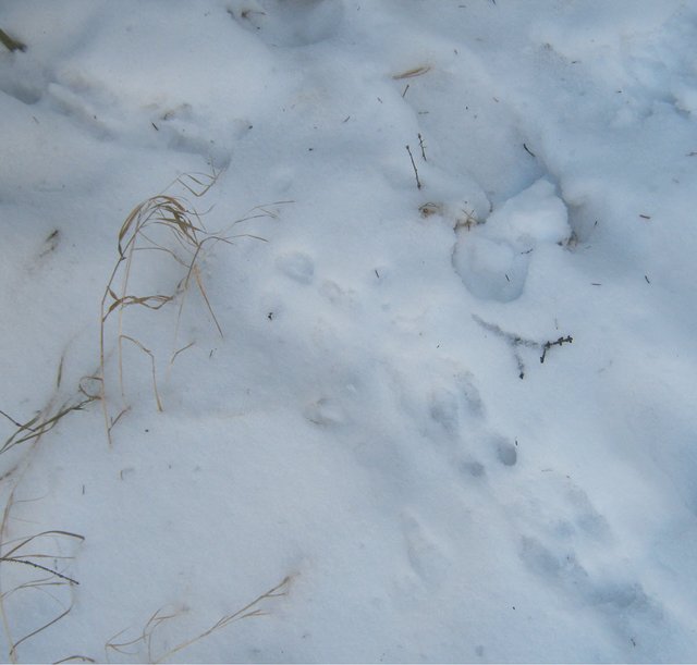 squirrel tracks.JPG
