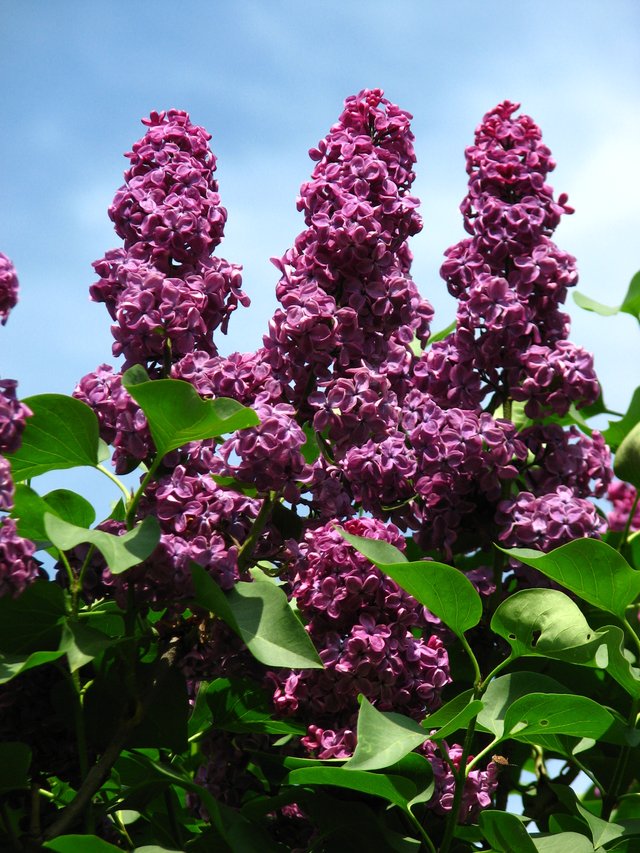 Syringa_'Andenken_an_Ludwig_Spath'_03.jpg