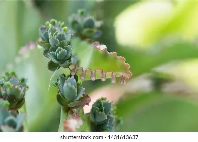 closeup-on-planlets-attached-mother-260nw-1431613637.jpg