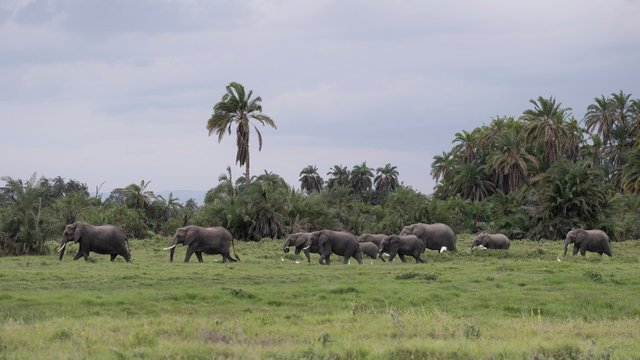 Amboseli - Elephant Family in profile.jpg