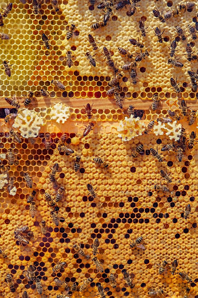 bees-4126065_1920.jpg
