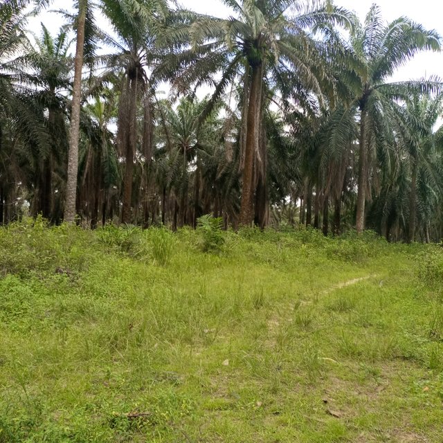 IMG_20210511_170413_072.jpg