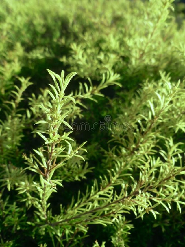 evergreen-juniper-cypress-branches-vertical-photo-image-juniper-branches-close-up-evergreen-juniper-plant-cypress-branches-garden-213585778.jpg
