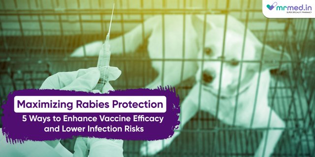 Maximizing Rabies Protection 5 Ways to Enhance Vaccine Efficacy and Lower Infection Risks-04-04-04.jpg