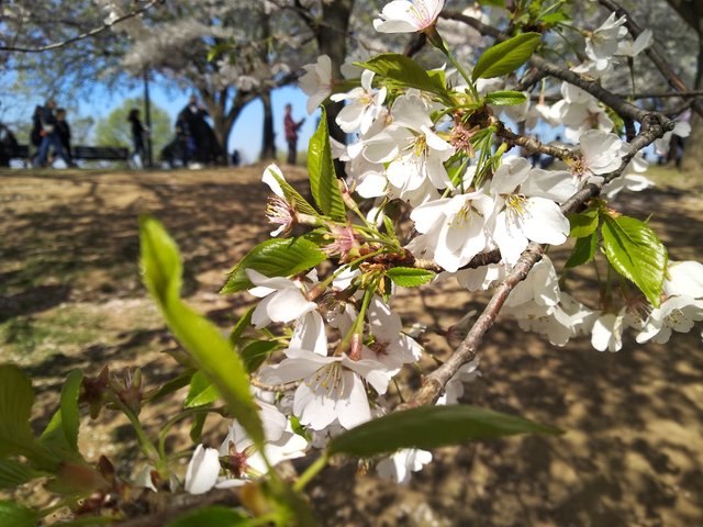 cherry blossom.jpg