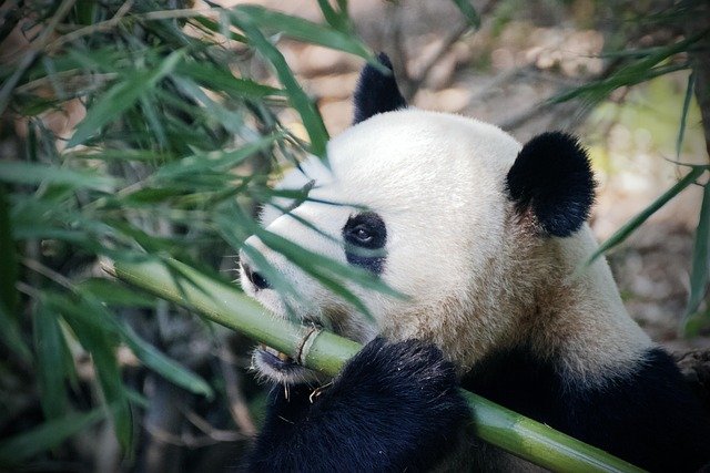 panda-4461766_640.jpg