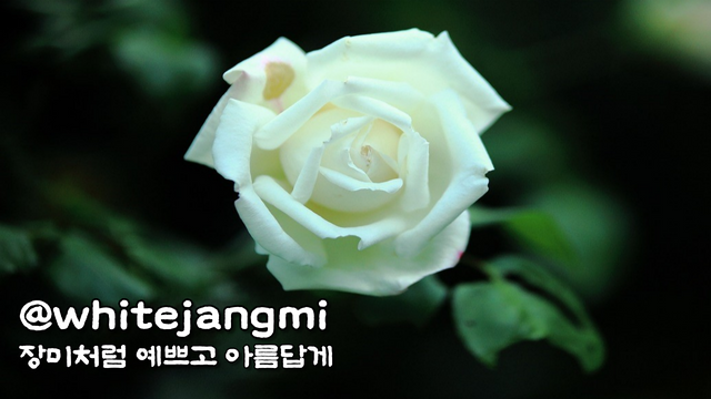 @whitejangmi_대문.png