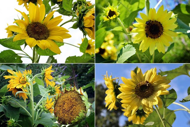 yellow_sunflowers_muti.jpg