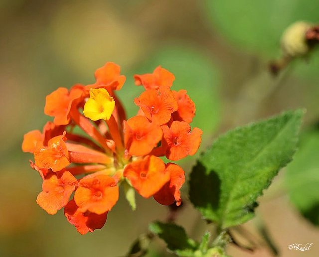 Lantana camara.jpg