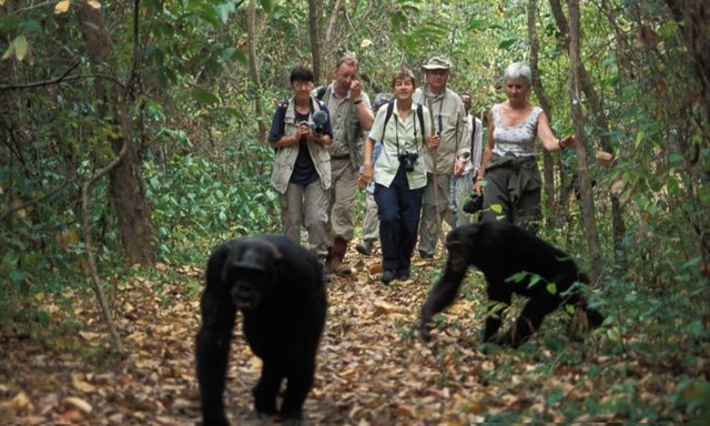 Top Things to Do on Tanzania Tours in Mahale National Park.jpg