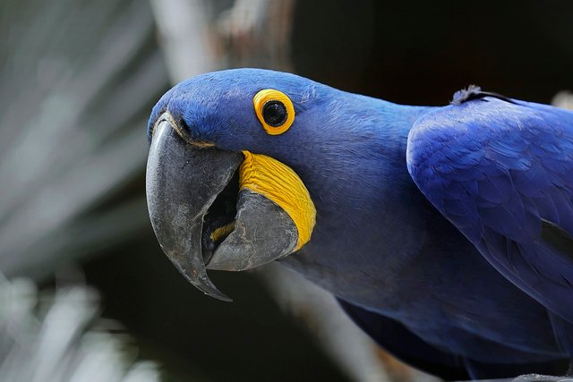 hyacinth-macaw-7501470_1280.jpg