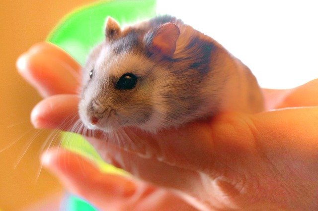 hamster-4007830_640.jpg