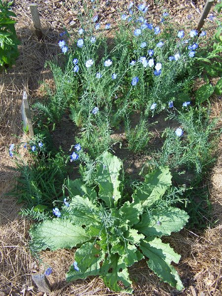 New Herb - Row 2, Blue flax and borage crop July 2019.jpg