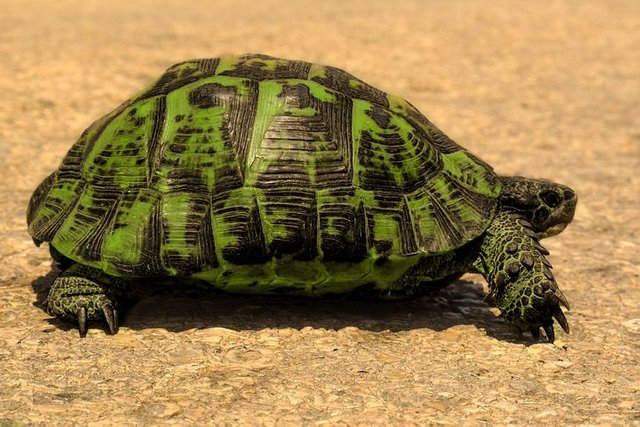 gopher-tortoise-6579130__480.jpg