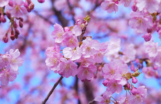 cherry-blossoms-1317308_1920.jpg