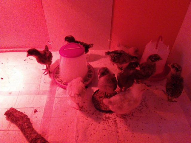 chicks 5.20.jpg