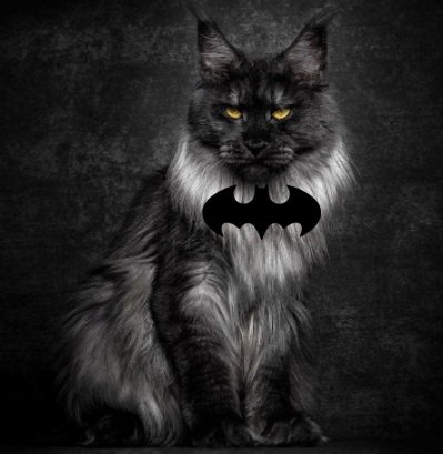 gato batman.jpg
