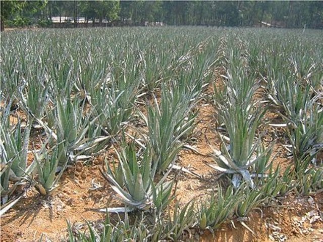 10.-Aloe_ver cultivo-industrial.jpg