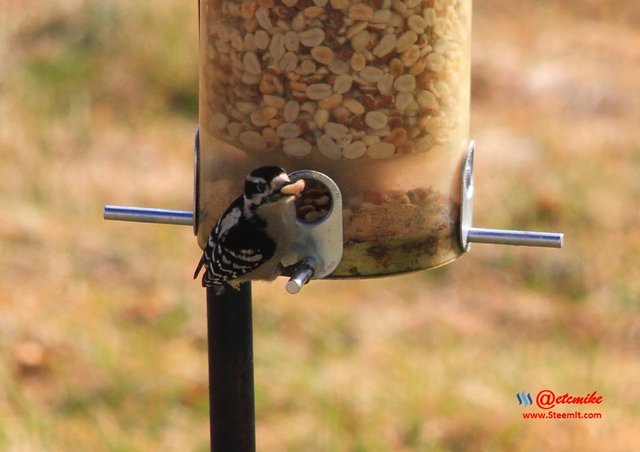 Downy Woodpecker IMG_0110.JPG