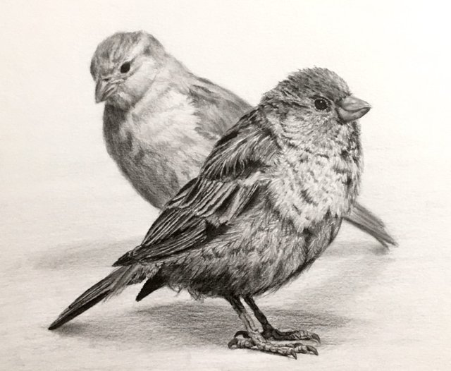 two-sparrow-birds-drawing.jpg