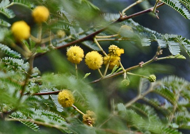 Babool_(Acacia_nilotica)_flowers_at_Hodal_W_IMG_1163.jpg